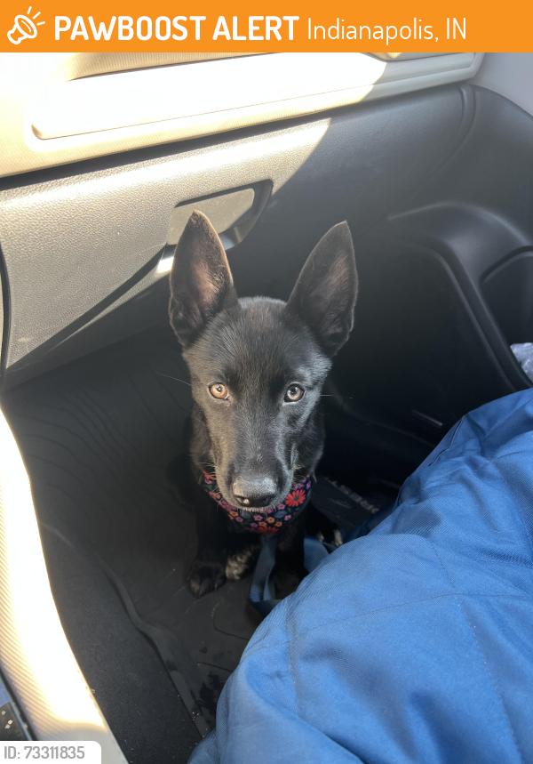 Found/Stray Female Dog last seen 25th St and Winthrop Ave, Indianapolis, IN 46205