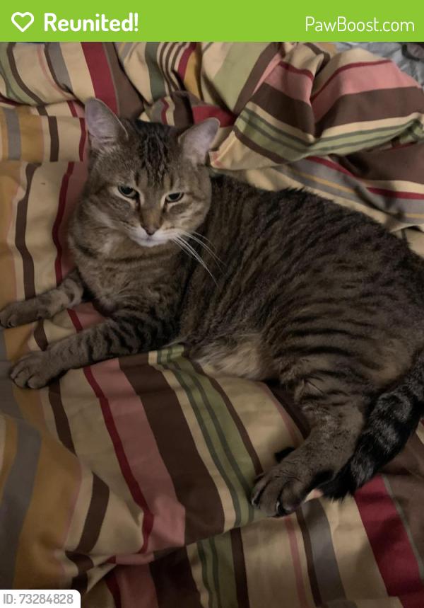 Reunited Male Cat last seen Dodge and Brummel by James Park, Evanston, IL 60202