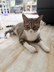 Lost Female Cat last seen Wiess, Saginaw Township North, MI 48603