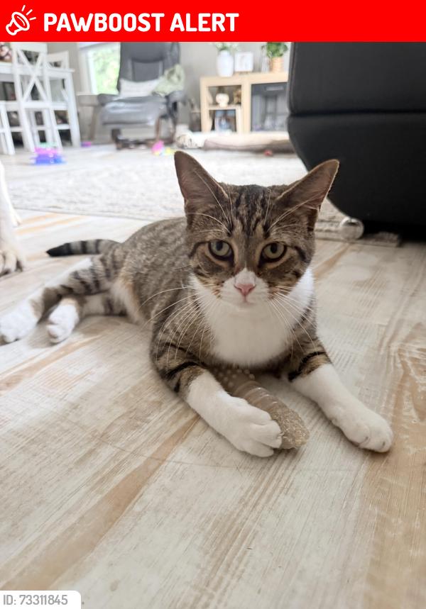 Lost Female Cat last seen Wiess, Saginaw Township North, MI 48603