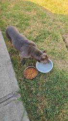 Reunited Female Dog last seen Princeton, Princeton, TX 75407