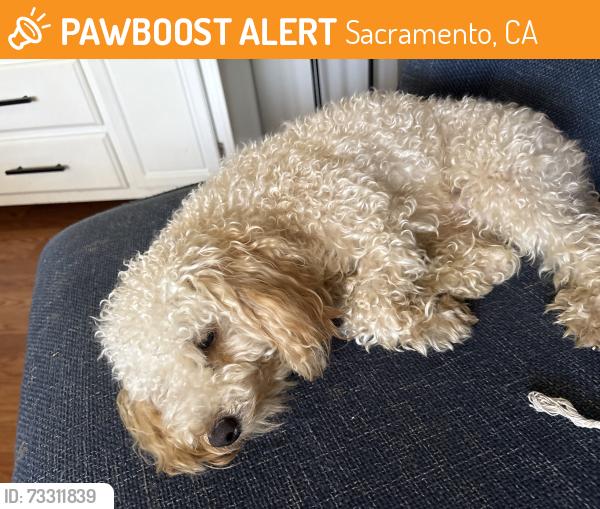 Found/Stray Male Dog last seen El Camino Ave, Sacramento, CA 95834