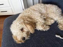 Found/Stray Male Dog last seen El Camino Ave, Sacramento, CA 95834