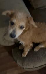 Lost Male Dog last seen 7th St and Dunlap, Phoenix, AZ 85020