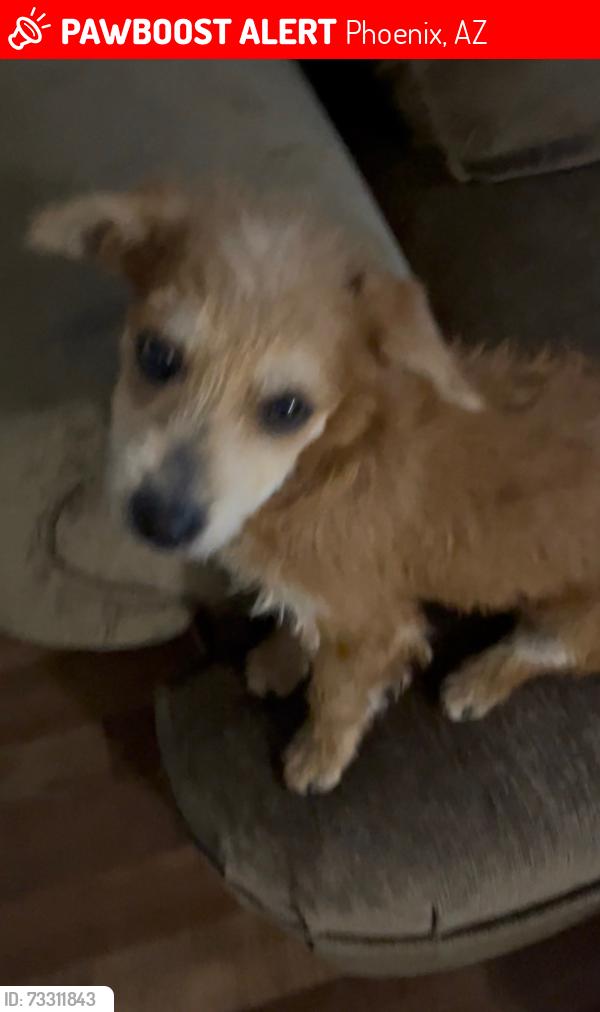 Lost Male Dog last seen 7th St and Dunlap, Phoenix, AZ 85020