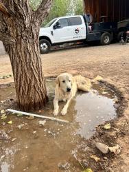 Reunited Male Dog last seen Edward L. Romero Park, Albuquerque, NM 87105