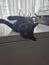 Lost Female Cat last seen Newbridge road and surrounding areas, Kingston upon Hull, England HU9 2QB
