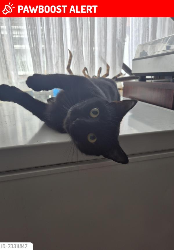 Lost Female Cat last seen Newbridge road and surrounding areas, Kingston upon Hull, England HU9 2QB