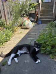 Lost Female Cat last seen Near kemper st, Richmond, VA 23220