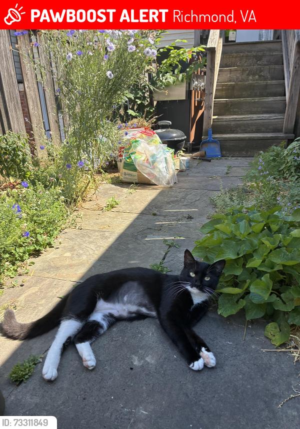 Lost Female Cat last seen Near kemper st, Richmond, VA 23220