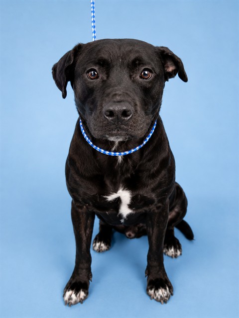 Shelter Stray Male Dog last seen SURRENDERED, NEGLECT CALL, 2020 Forest St, Jacksonville, FL 32204, USA