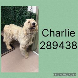 Shelter Stray Male Dog last seen DUNCAN AVE, 4214 Fulton Mill Rd, Macon, GA 31216, USA
