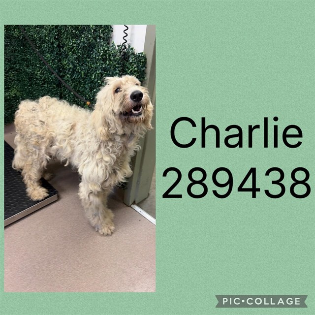 Shelter Stray Male Dog last seen DUNCAN AVE, 4214 Fulton Mill Rd, Macon, GA 31216, USA