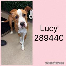 Shelter Stray Female Dog last seen DUNCAN AVE, 4214 Fulton Mill Rd, Macon, GA 31216, USA