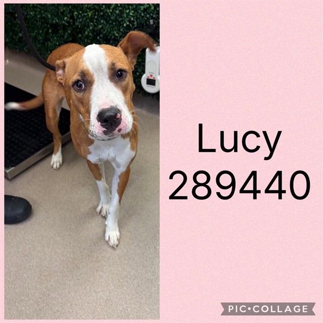 Shelter Stray Female Dog last seen DUNCAN AVE, 4214 Fulton Mill Rd, Macon, GA 31216, USA