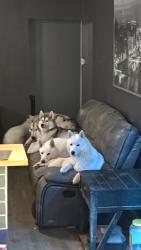 Reunited Female Dog last seen Bradford andrews, Avon, IN 46123
