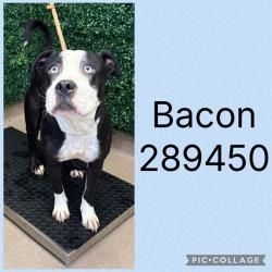 Shelter Stray Male Dog last seen MERCER UNIVERSITY DRIVE, 4214 Fulton Mill Rd, Macon, GA 31216, USA
