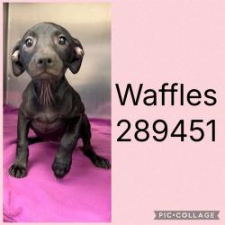 Shelter Stray Female Dog last seen MERCER UNIVERSITY DRIVE, 4214 Fulton Mill Rd, Macon, GA 31216, USA