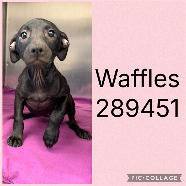 Shelter Stray Female Dog last seen MERCER UNIVERSITY DRIVE, 4214 Fulton Mill Rd, Macon, GA 31216, USA