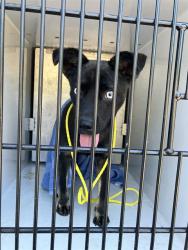 Shelter Stray Male Dog last seen RAL ON BESTOR, 2600 NE Perry Ave, Peoria, IL 61603, USA