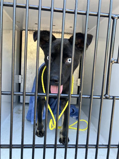 Shelter Stray Male Dog last seen RAL ON BESTOR, 2600 NE Perry Ave, Peoria, IL 61603, USA