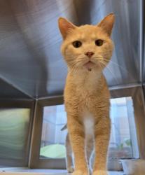 Shelter Stray Male Cat last seen Near BLOCK WILLOW DR, 12155 Park Blvd, Brighton, CO 80601, USA