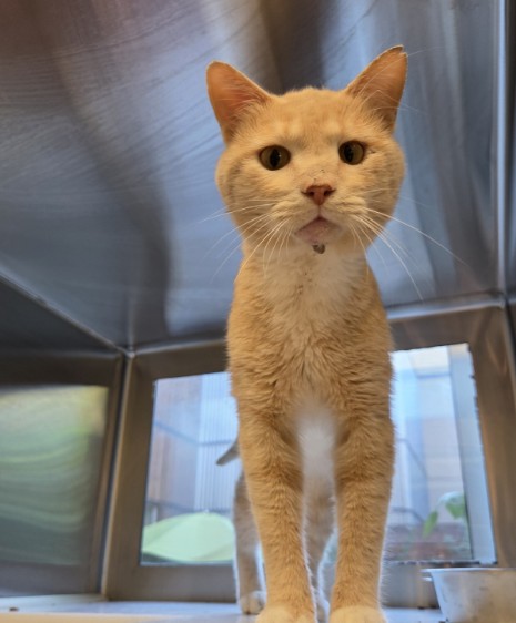 Shelter Stray Male Cat last seen Near BLOCK WILLOW DR, 12155 Park Blvd, Brighton, CO 80601, USA
