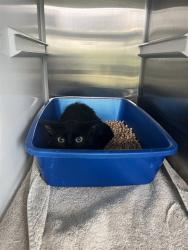 Shelter Stray Unknown Cat last seen O'DAY RD, 8311 Freedom Dr, Pearland, TX 77581, USA