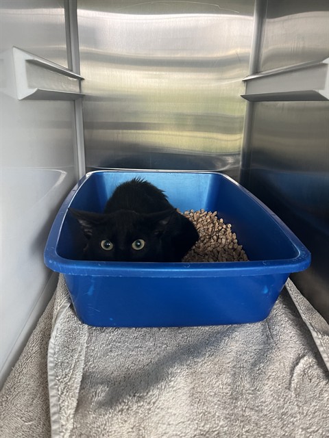 Shelter Stray Unknown Cat last seen O'DAY RD, 8311 Freedom Dr, Pearland, TX 77581, USA