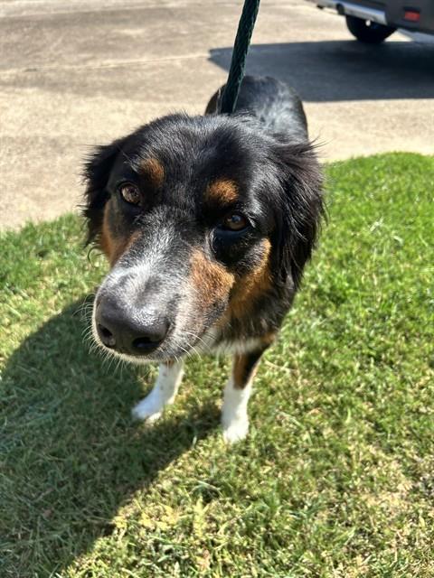 Shelter Stray Male Dog last seen CAMELOT, 8311 Freedom Dr, Pearland, TX 77581, USA