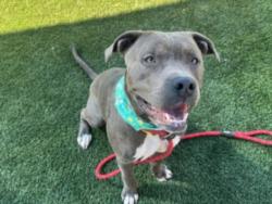 Shelter Stray Male Dog last seen , 3201 Lacy St, Los Angeles, CA 90031, USA