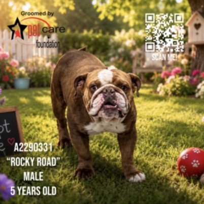 Shelter Stray Male Dog last seen , 3201 Lacy St, Los Angeles, CA 90031, USA