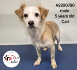 Shelter Stray Male Dog last seen , 3201 Lacy St, Los Angeles, CA 90031, USA