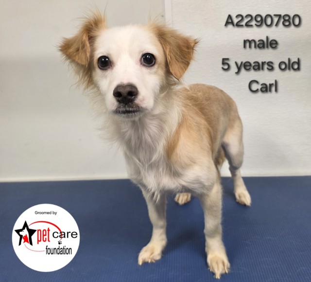 Shelter Stray Male Dog last seen , 3201 Lacy St, Los Angeles, CA 90031, USA