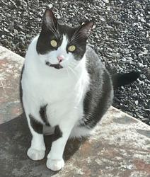 Lost Male Cat last seen Walther Loop and Gatling, Prineville, OR 97754