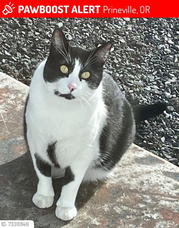 Lost Male Cat last seen Walther Loop and Gatling, Prineville, OR 97754