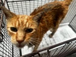 Shelter Stray Male Cat last seen , 3201 Lacy St, Los Angeles, CA 90031, USA