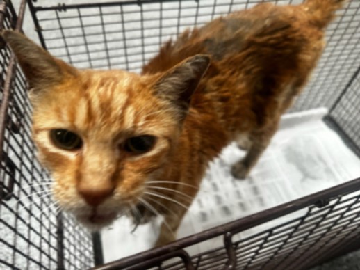 Shelter Stray Male Cat last seen , 3201 Lacy St, Los Angeles, CA 90031, USA