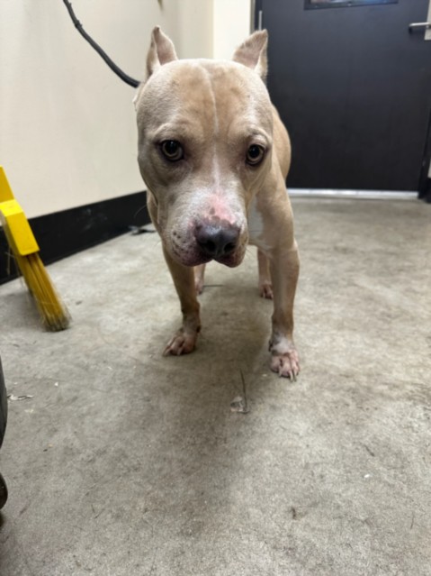 Shelter Stray Female Dog last seen , 3201 Lacy St, Los Angeles, CA 90031, USA