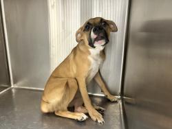 Shelter Stray Female Dog last seen , 3201 Lacy St, Los Angeles, CA 90031, USA