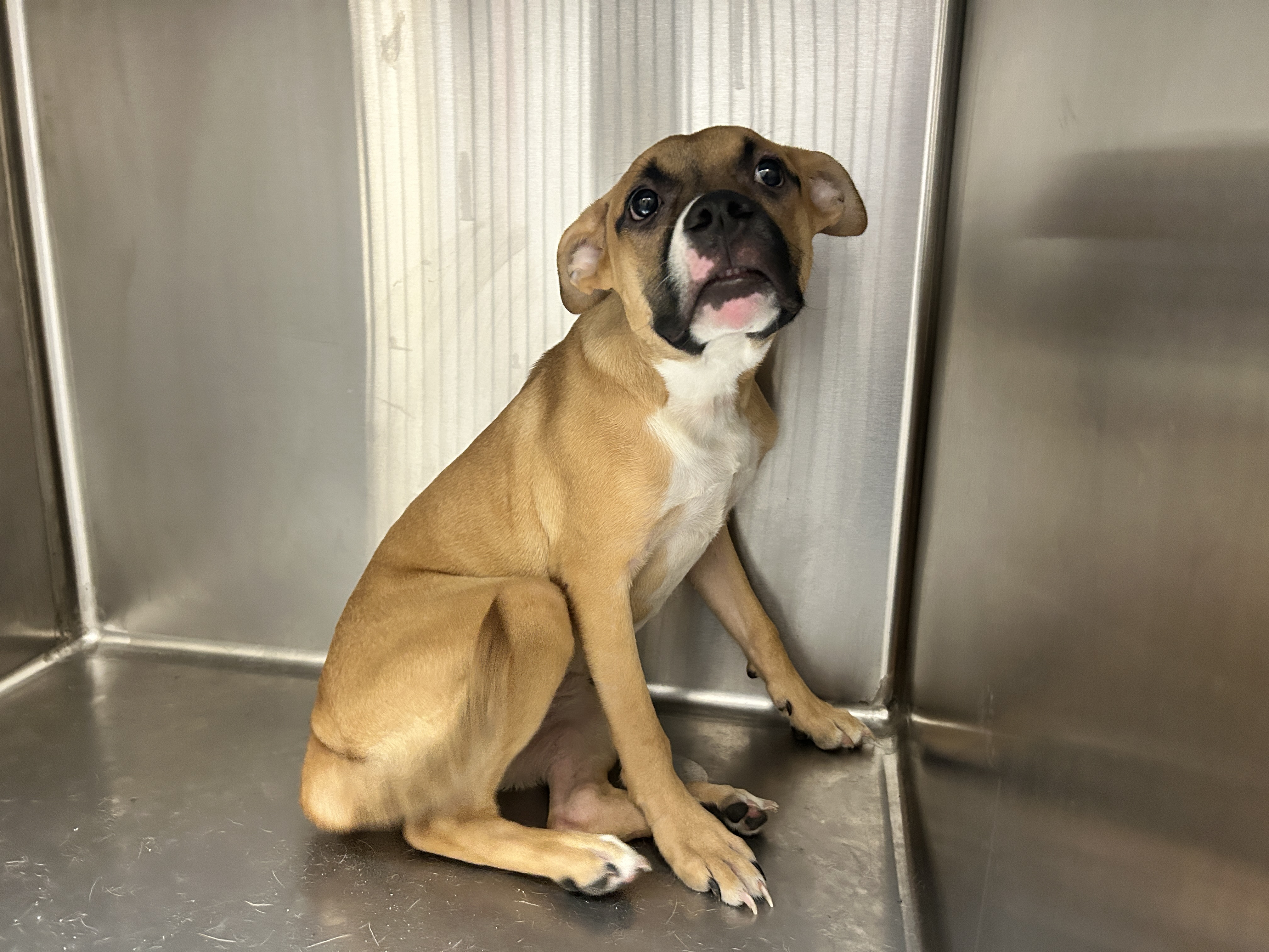 Shelter Stray Female Dog last seen , 3201 Lacy St, Los Angeles, CA 90031, USA