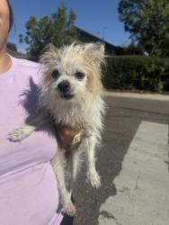 Found/Stray Male Dog last seen Stuart and Alameda, Denver, CO 80219