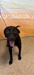 Shelter Stray Male Dog last seen Near BLOCK W 45 ST, 3599 NW 79th Ave, Doral, FL 33122, USA