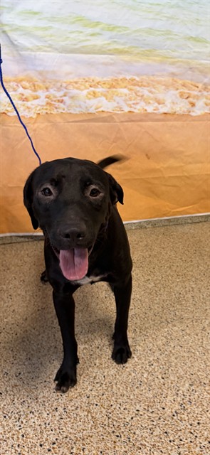 Shelter Stray Male Dog last seen Near BLOCK W 45 ST, 3599 NW 79th Ave, Doral, FL 33122, USA