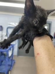 Shelter Stray Female Cat last seen LAKEVIEW DR, 1601 Airport Rd, Shelby, NC 28150, USA