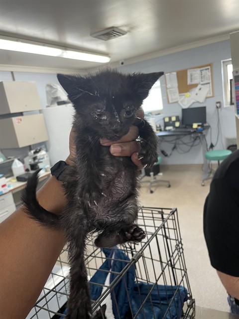 Shelter Stray Male Cat last seen LAKEVIEW DR, 1601 Airport Rd, Shelby, NC 28150, USA
