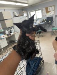 Shelter Stray Male Cat last seen LAKEVIEW DR, 1601 Airport Rd, Shelby, NC 28150, USA