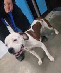 Shelter Stray Female Dog last seen OLIVE DR BAKERSFIELD, 201 S Mt Vernon Ave, Bakersfield, CA 93307, USA
