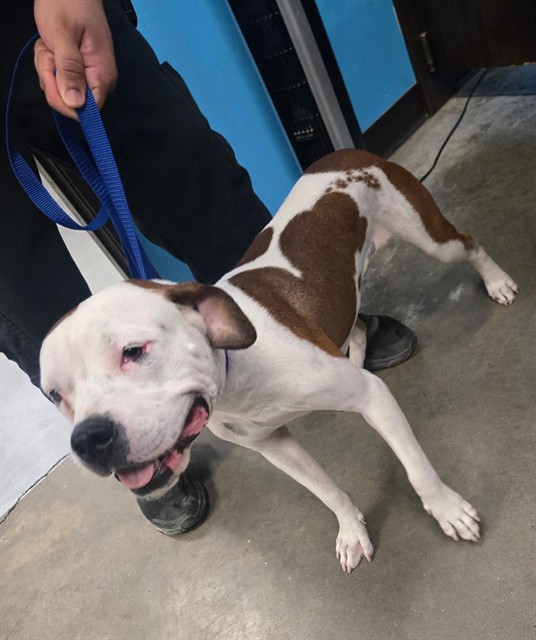 Shelter Stray Female Dog last seen OLIVE DR BAKERSFIELD, 201 S Mt Vernon Ave, Bakersfield, CA 93307, USA