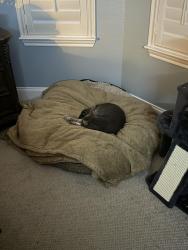 Reunited Male Cat last seen Anita and Sapphire, McKinney, TX 75070